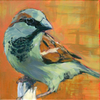 Set of 4 bird greeting cards - blackbird, great tit, house sparrow, greenfinch
