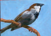 House sparrow