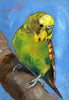 Green budgie