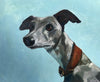 Whippet