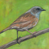 Hedge sparrow