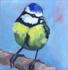 Blue tit