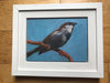 House sparrow