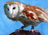 Barn owl, original oil painting