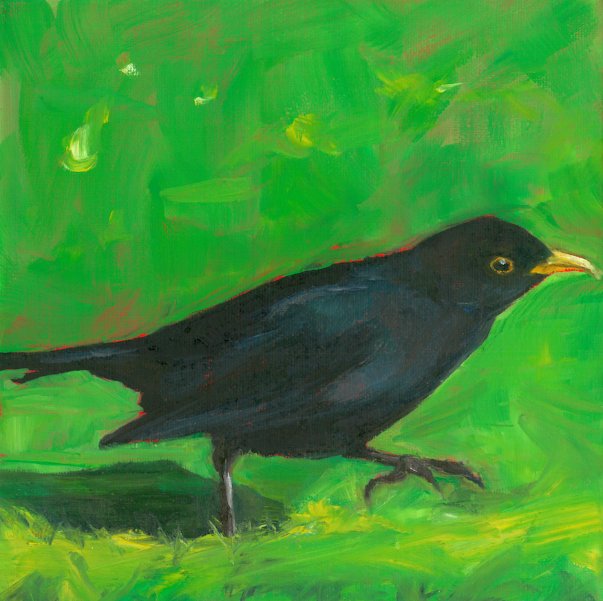 Blackbird walking